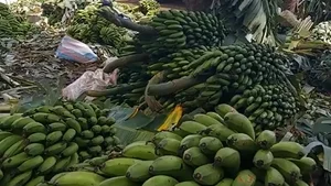 Bananas in Ntharene