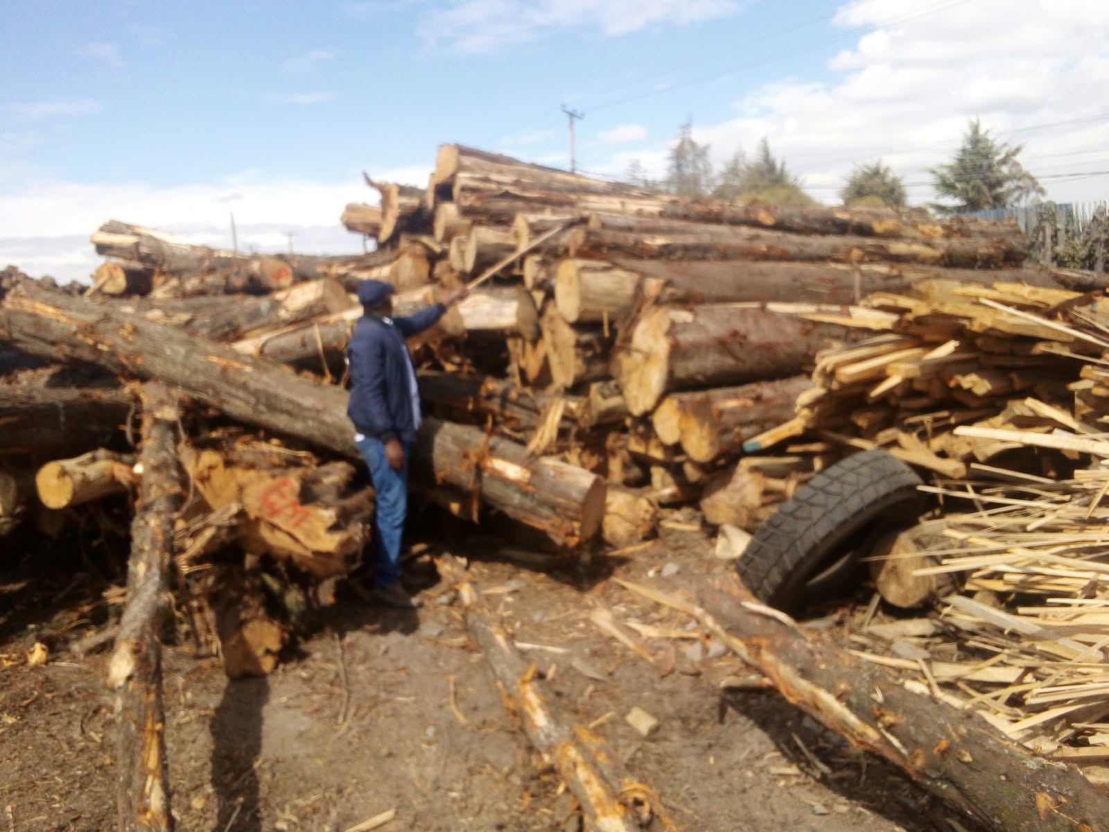 Timber Manufacturers defend their tree-cutting jobs in the forests